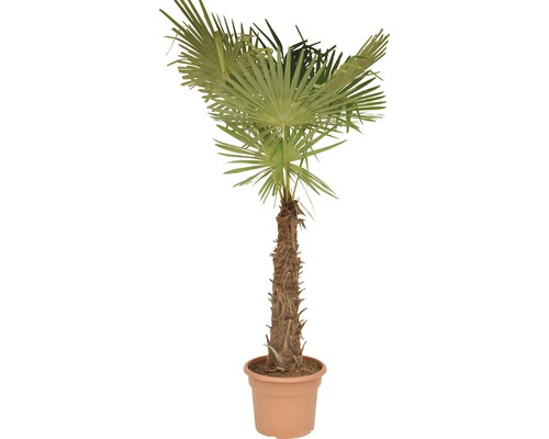 Palmier FloraSelf Trachycarpus fortunei H 60-80 cm ghiveci | HORNBACH