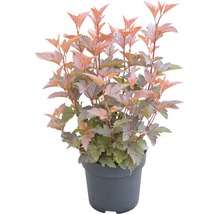 Physocarpus într-un ghiveci