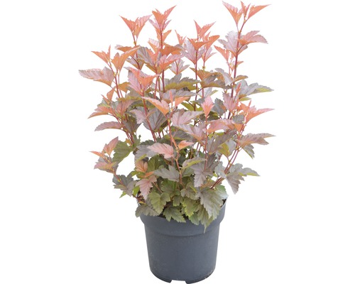Physocarpus într-un ghiveci