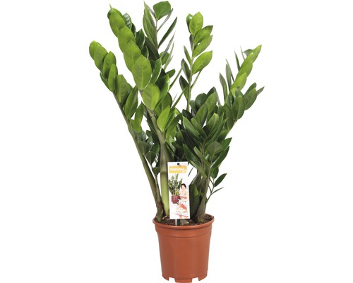 Zamioculcas plantă de apartament în ghiveci