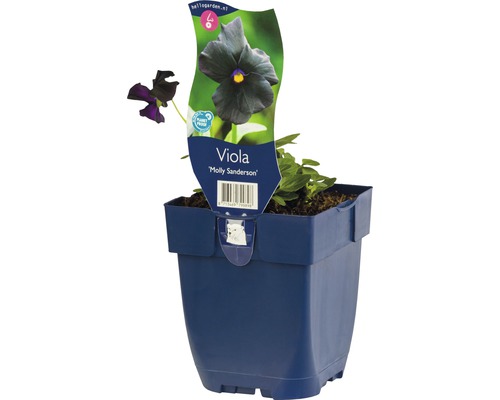Panseluța FloraSelf Viola cornuta 'Molly Sanderson' H 5-20 cm Co 0,5 L, 6 buc. Viola Molly Sanderson în ghiveci