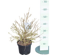 Cotoneaster târâtor plantă în ghiveci cu indicator de înălțime