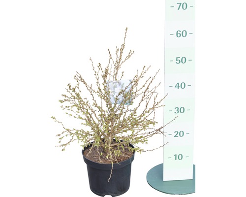 Cotoneaster târâtor plantă în ghiveci cu indicator de înălțime