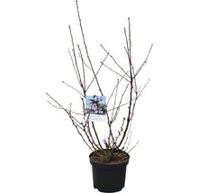 Cireș ornamental în ghiveci, fără frunze