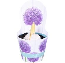 Bulb Allium Gladiator în ghiveci