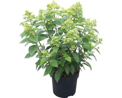 Hortensie paniculată în ghiveci cu frunze verzi și muguri