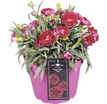 Garofiță ''Dianthus Nina'' în ghiveci