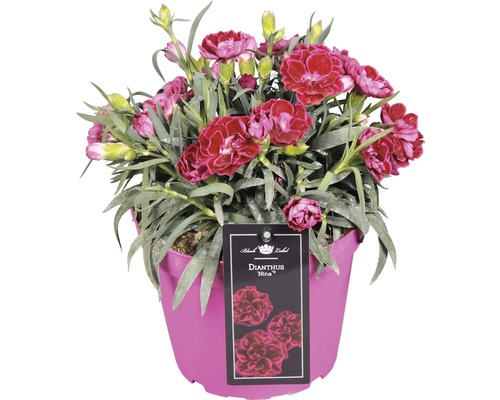 Garofiță ''Dianthus Nina'' în ghiveci