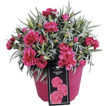 Garofițe FloraSelf Dianthus caryophyllus 'Nina' H 10-15 cm ghiveci Ø 15 cm