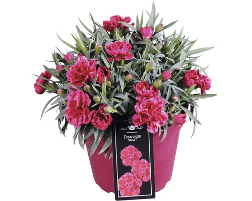 Garofițe FloraSelf Dianthus caryophyllus 'Nina' H 10-15 cm ghiveci Ø 15 cm Garofiță ''Nina'' în ghiveci