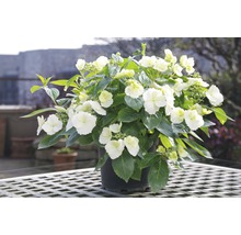 Hortensie FloraSelf Hydrangea Runaway Bride 'Snow White' H 50-60 cm Co 6 L