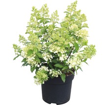 Hortensie paniculată în ghiveci