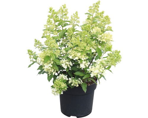 Hortensie paniculată în ghiveci