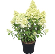 Hortensie paniculată într-un ghiveci