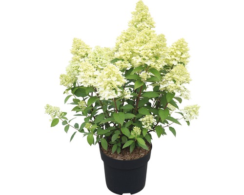 Hortensie paniculată într-un ghiveci