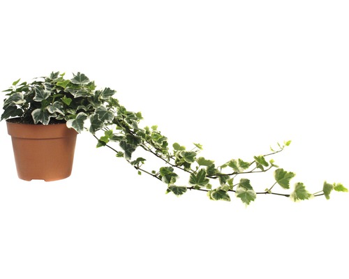 Iederă FloraSelf Hedera helix 'White Wonder' H 20-35 cm ghiveci Ø 13 cm