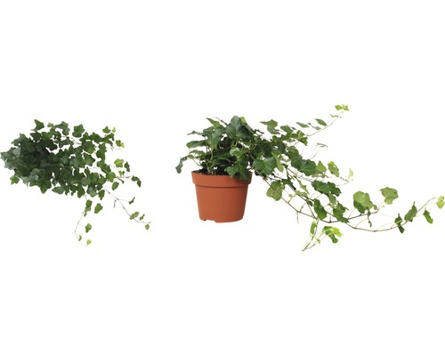 Planta de interior iederă ca plantă la ghiveci și plantă cățărătoare