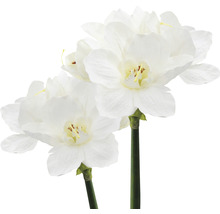 Doi narcisi artificiali cu flori albe