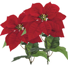 Doi poinsettia roșii ca decor