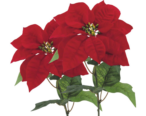 Doi poinsettia roșii ca decor