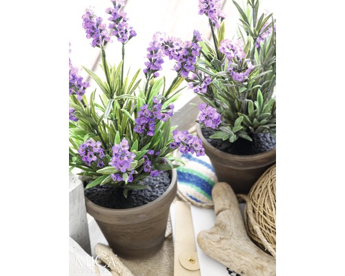 Două plante de lavandă în ghiveci