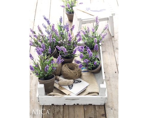 Plante decorative de lavandă în ghivece, aranjate într-o ladă albă de lemn pe o masă de lemn.