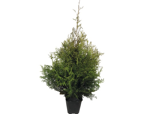 Thuja Occidentalis Brabant/ Conifer, H 80-100, container click