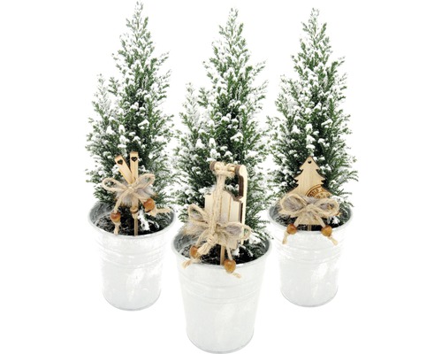 Chiparos în ghiveci Chamaecyparis lawsoniana 'Ellwoodii' H 27-30 cm ghiveci Ø 10 cm Trei pomi de Crăciun miniaturali cu decorațiuni în ghivece albe