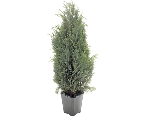 Un singur ienupăr într-un ghiveci