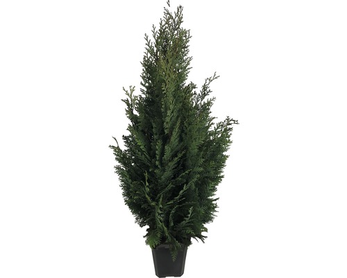 Arborele vieții în ghiveci