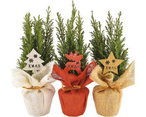 Chiparos în ghiveci FloraSelf Top Point Chamaecyparis lawsoniana 'Ellwoodii' H 30-35 cm Co 1,4 L Trei plante chiparos de cameră în iută cu decorațiuni de Crăciun