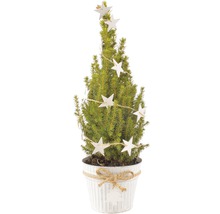 Molid FloraSelf Picea glauca Conica H 55-60 cm ghiveci Ø 15 cm alb-thumb-0