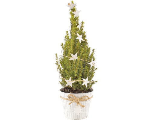 Molid FloraSelf Picea glauca Conica H 55-60 cm ghiveci Ø 15 cm alb-0