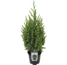 Ienupăr albastru Juniperus Chin Stricta H 20-30 cm Co 0,9 L-thumb-0