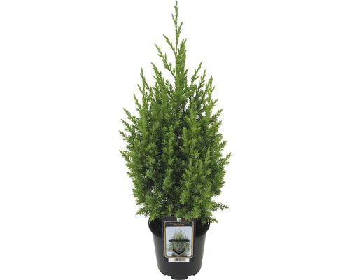 Ienupăr albastru Juniperus Chin Stricta H 20-30 cm Co 0,9 L-0