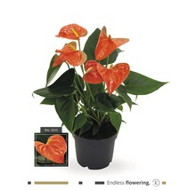 Planta Anthurium în ghiveci cu mențiunea ''Înflorire nesfârșită''