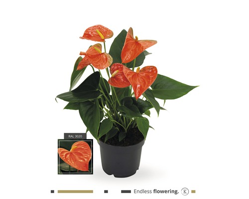 Planta Anthurium în ghiveci cu mențiunea ''Înflorire nesfârșită''