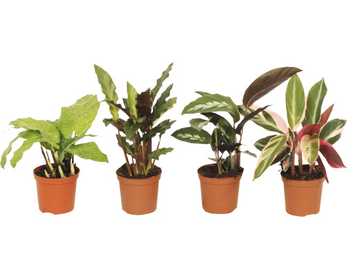 Planta care se roagă FloraSelf Calathea-Cultivars H 15-25 cm ghiveci Ø 7 cm Diverse plante Calathea în ghivece