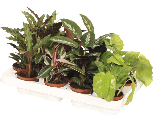 Tavă cu diverse plante de interior