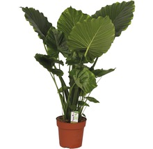 Plantă de apartament Alocasia într-un ghiveci