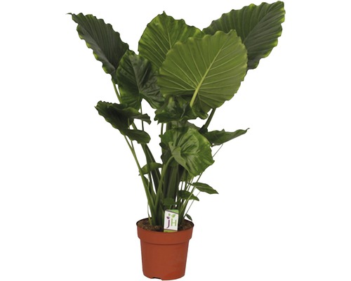 Alocasia gigantică FloraSelf Alocasia macrorrhizos 'California' H 90 cm ghiveci Ø 21 cm