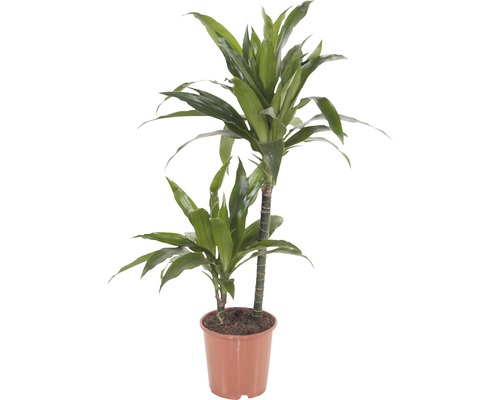 Dracaena în ghiveci pentru interior