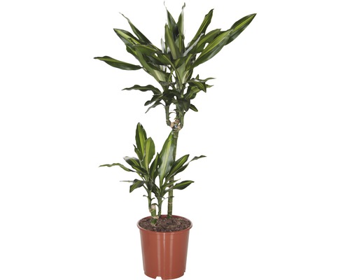 Dracaena în ghiveci