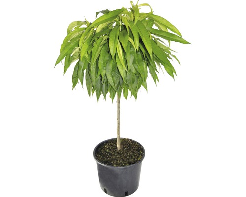 Bio Pom fructifer piersic pitic autofertil FloraSelf Bio Prunus persica 'Bonanza' H ca. 60-80 cm Co 7,5 L