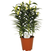 Crin FloraSelf Lilium orientalis H 20-30 cm Ø ghiveci 19 cm