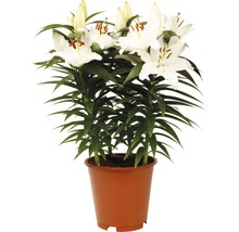 Plantă de crin cu flori albe în ghiveci