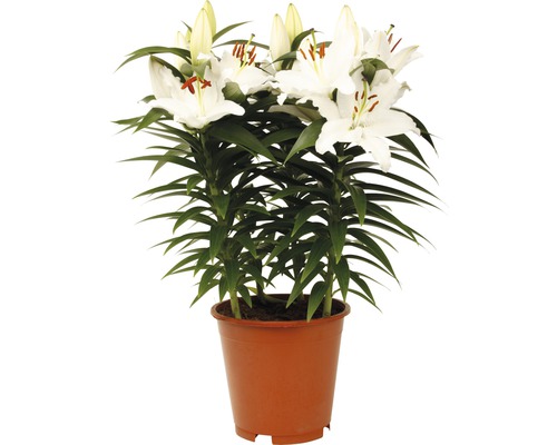 Plantă de crin cu flori albe în ghiveci