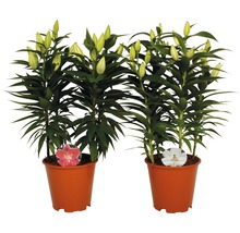 Crin FloraSelf Lilium orientalis H 20-30 cm Ø ghiveci 19 cm