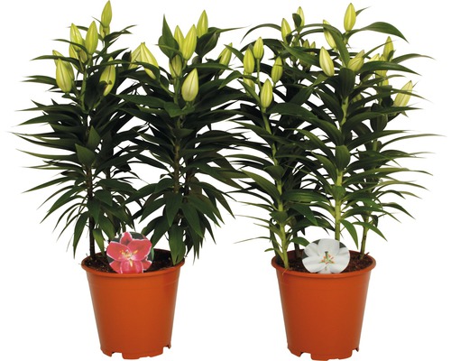 Două plante de crin în ghivece cu muguri