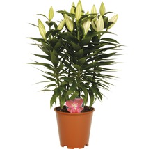 Crin FloraSelf Lilium orientalis H 20-30 cm Ø ghiveci 19 cm